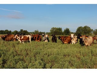 Tract 11 - LAND AUCTION - 440+/- Acres offered in 15 Tracts in Tulsa County